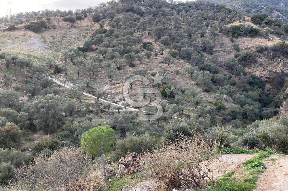 AYDIN SULTANHİSAR' da ESKİHİSAR mah. 7.418m2 SATILIK ZEYTİNLİK