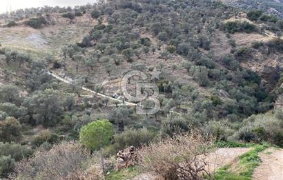 AYDIN SULTANHİSAR' da ESKİHİSAR mah. 7.418m2 SATILIK ZEYTİNLİK