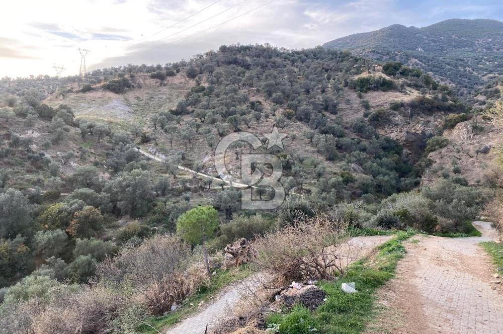 AYDIN SULTANHİSAR' da ESKİHİSAR mah. 7.418m2 SATILIK ZEYTİNLİK