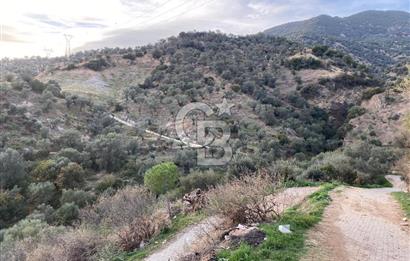 AYDIN SULTANHİSAR' da ESKİHİSAR mah. 7.418m2 SATILIK ZEYTİNLİK