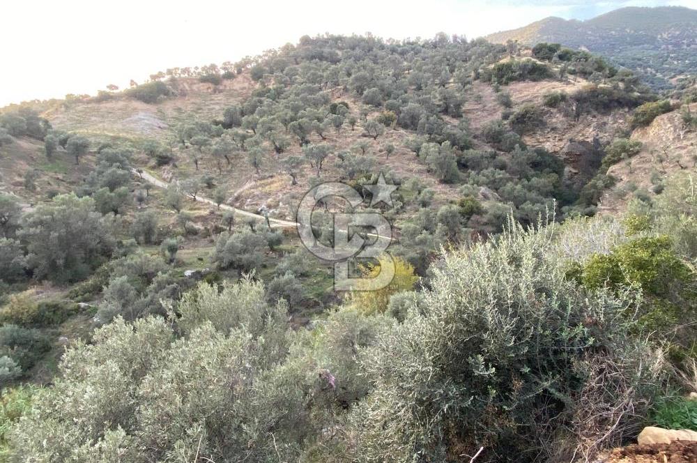 AYDIN SULTANHİSAR' da ESKİHİSAR mah. 7.418m2 SATILIK ZEYTİNLİK