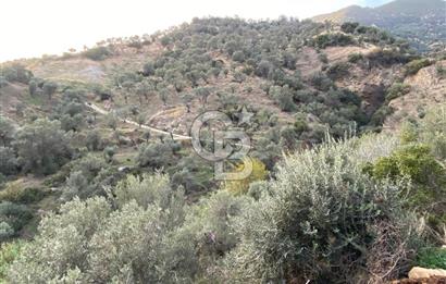 AYDIN SULTANHİSAR' da ESKİHİSAR mah. 7.418m2 SATILIK ZEYTİNLİK