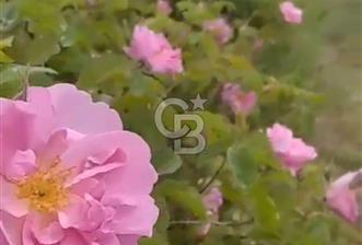 Satılık Gül Bahçesi - 7 - 318572