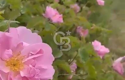 Satılık Gül Bahçesi