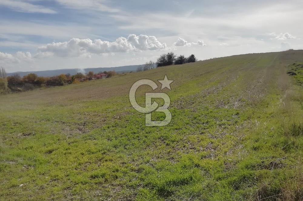 DOMANİÇ ÇAMLICA'DA ASFALT YOLLU ELEKTRİKLİ İMARLI SATILIK PARSEL