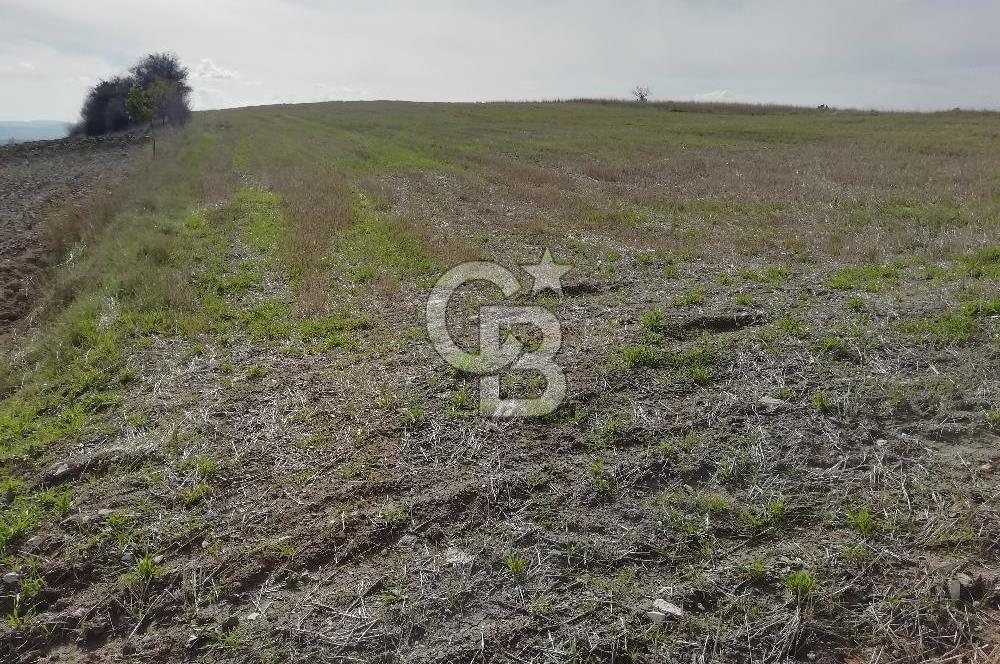 DOMANİÇ ÇAMLICA'DA ASFALT YOLLU ELEKTRİKLİ İMARLI SATILIK PARSEL