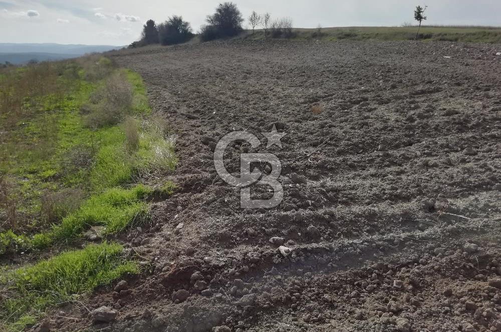 DOMANİÇ ÇAMLICA'DA ASFALT YOLLU ELEKTRİKLİ İMARLI SATILIK PARSEL