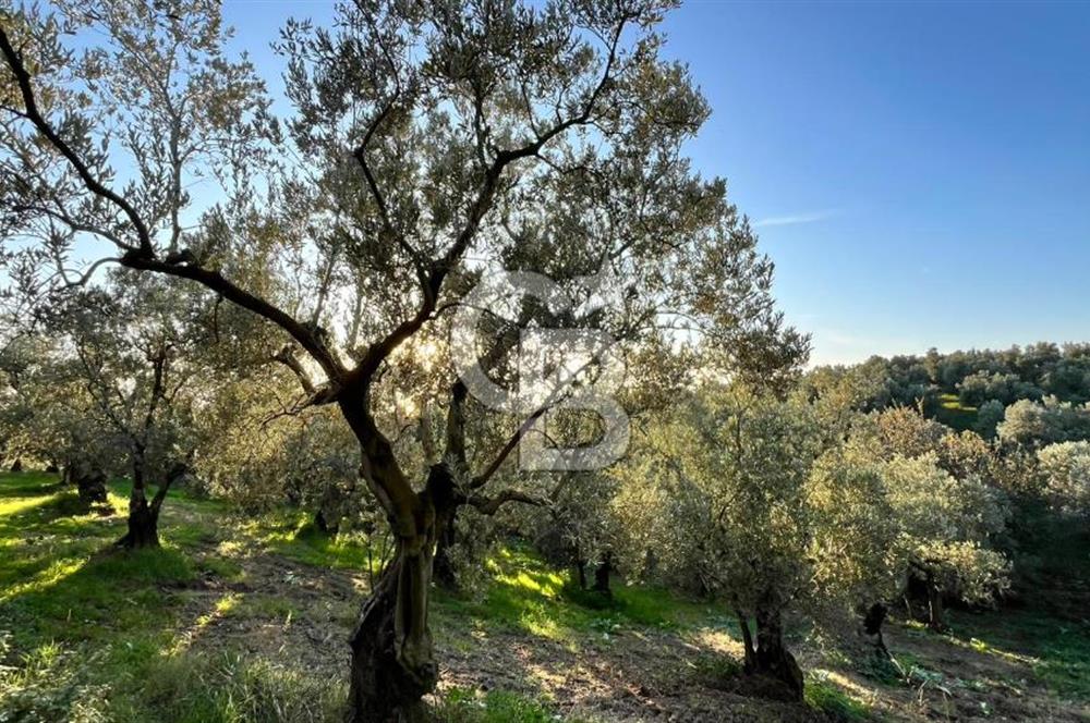 BURSA ORHANGAZİ ÇAKIRLI 917M2 SATILIK ZEYTİNLİK