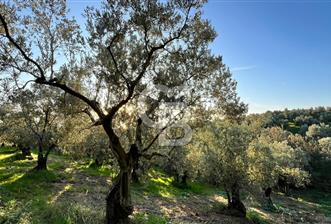 BURSA ORHANGAZİ ÇAKIRLI 917M2 SATILIK ZEYTİNLİK - 10 - 318690