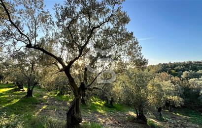 BURSA ORHANGAZİ ÇAKIRLI 917M2 SATILIK ZEYTİNLİK