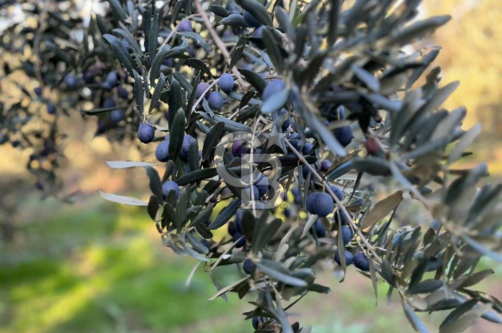 BURSA ORHANGAZİ ÇAKIRLI 917M2 SATILIK ZEYTİNLİK