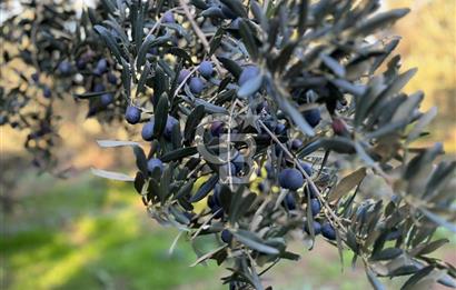 BURSA ORHANGAZİ ÇAKIRLI 917M2 SATILIK ZEYTİNLİK