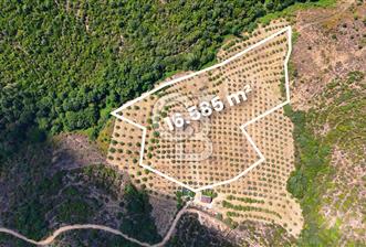 GEMLİK DENİZ GÖREN YATIRIM VE CEVİZ ZEYTİN TARIMINA UYGUN TARLA - 1 - 318675