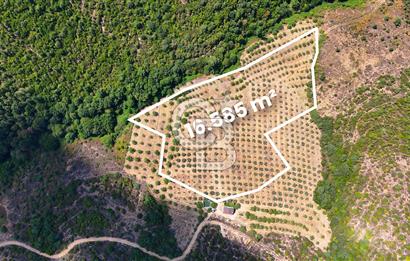 GEMLİK DENİZ GÖREN YATIRIM VE CEVİZ ZEYTİN TARIMINA UYGUN TARLA