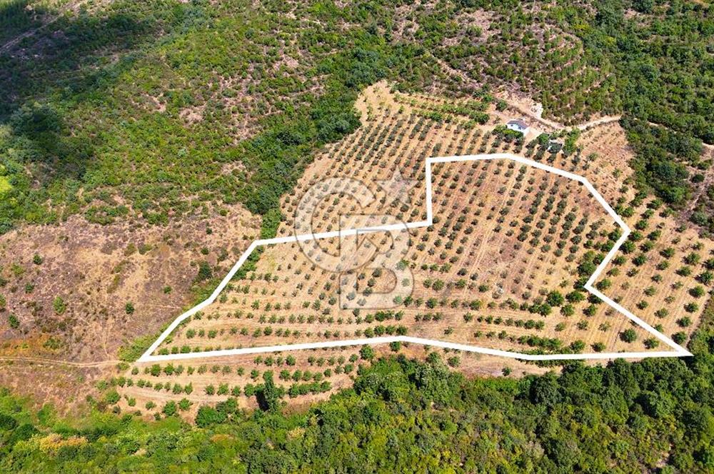 GEMLİK DENİZ GÖREN YATIRIM VE CEVİZ ZEYTİN TARIMINA UYGUN TARLA