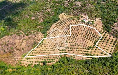 GEMLİK DENİZ GÖREN YATIRIM VE CEVİZ ZEYTİN TARIMINA UYGUN TARLA