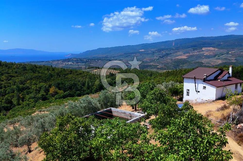 GEMLİK DENİZ GÖREN YATIRIM VE CEVİZ ZEYTİN TARIMINA UYGUN TARLA