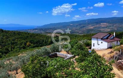 GEMLİK DENİZ GÖREN YATIRIM VE CEVİZ ZEYTİN TARIMINA UYGUN TARLA