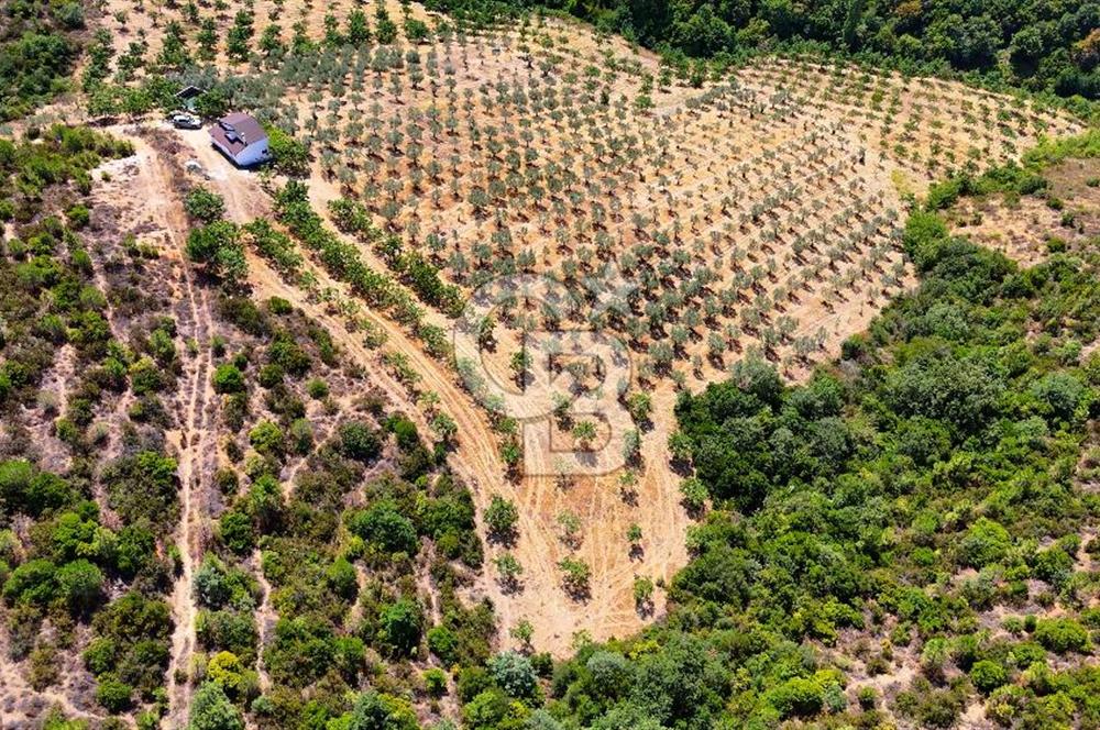 GEMLİK DENİZ GÖREN YATIRIM VE CEVİZ ZEYTİN TARIMINA UYGUN TARLA