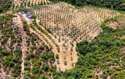 GEMLİK DENİZ GÖREN YATIRIM VE CEVİZ ZEYTİN TARIMINA UYGUN TARLA