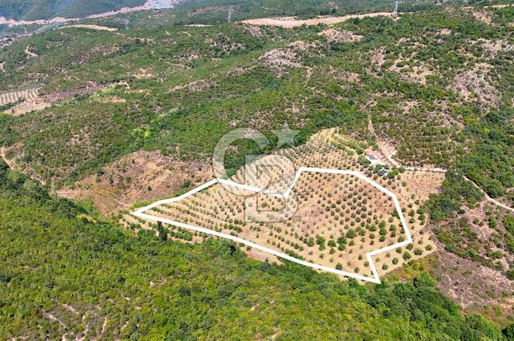 GEMLİK DENİZ GÖREN YATIRIM VE CEVİZ ZEYTİN TARIMINA UYGUN TARLA