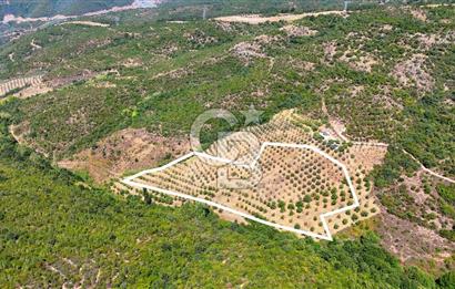 GEMLİK DENİZ GÖREN YATIRIM VE CEVİZ ZEYTİN TARIMINA UYGUN TARLA