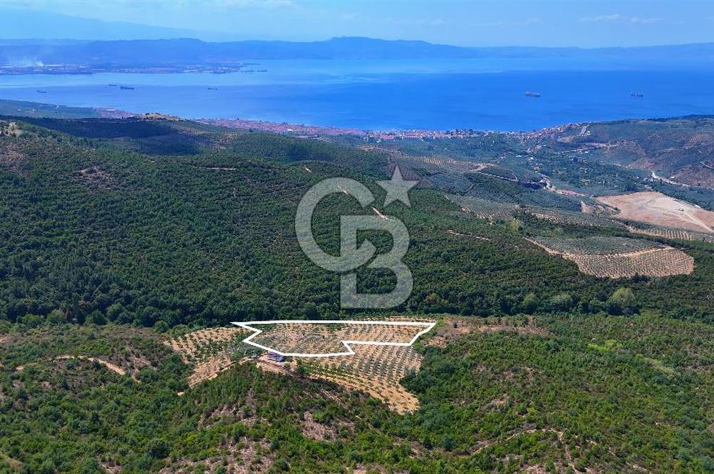 GEMLİK DENİZ GÖREN YATIRIM VE CEVİZ ZEYTİN TARIMINA UYGUN TARLA