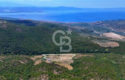 GEMLİK DENİZ GÖREN YATIRIM VE CEVİZ ZEYTİN TARIMINA UYGUN TARLA