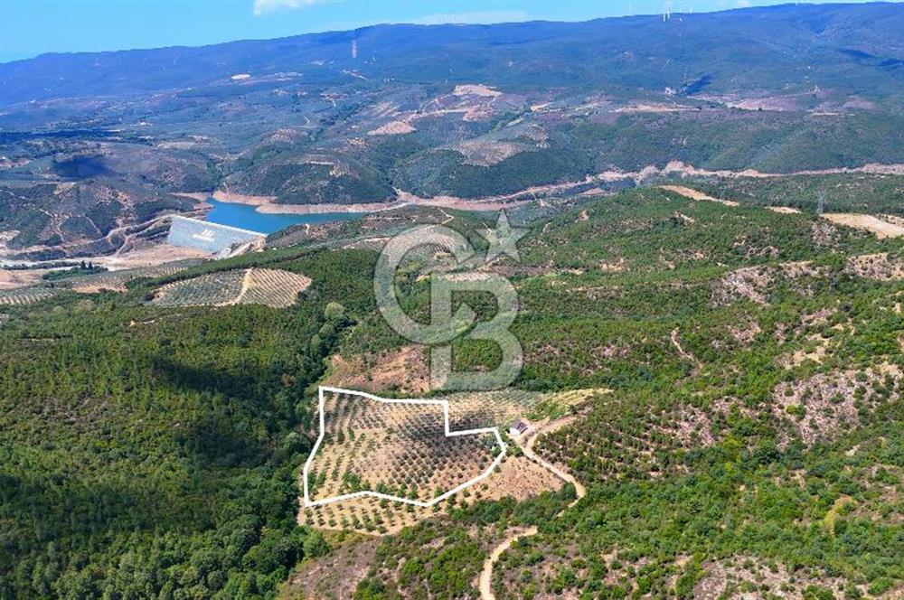 GEMLİK DENİZ GÖREN YATIRIM VE CEVİZ ZEYTİN TARIMINA UYGUN TARLA