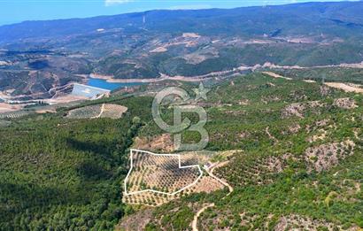 GEMLİK DENİZ GÖREN YATIRIM VE CEVİZ ZEYTİN TARIMINA UYGUN TARLA