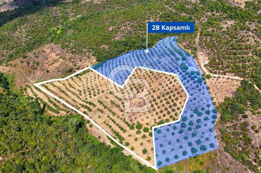 GEMLİK DENİZ GÖREN YATIRIM VE CEVİZ ZEYTİN TARIMINA UYGUN TARLA