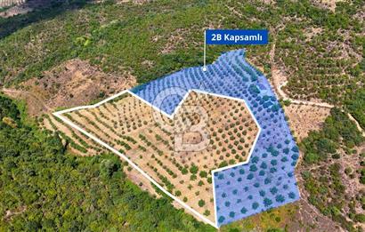 GEMLİK DENİZ GÖREN YATIRIM VE CEVİZ ZEYTİN TARIMINA UYGUN TARLA