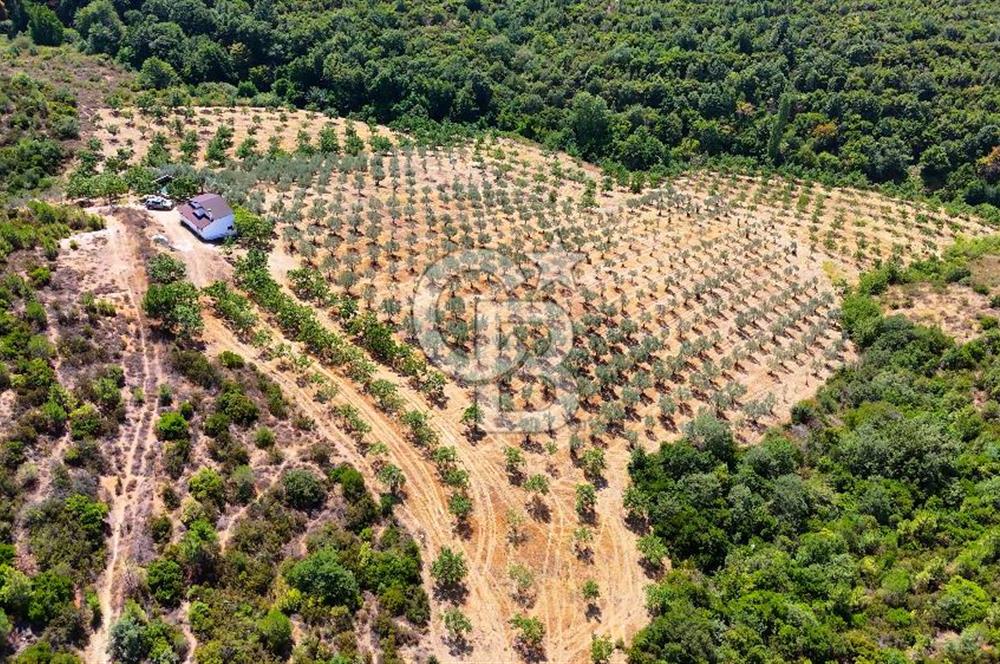 GEMLİK DENİZ GÖREN YATIRIM VE CEVİZ ZEYTİN TARIMINA UYGUN TARLA