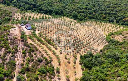 GEMLİK DENİZ GÖREN YATIRIM VE CEVİZ ZEYTİN TARIMINA UYGUN TARLA