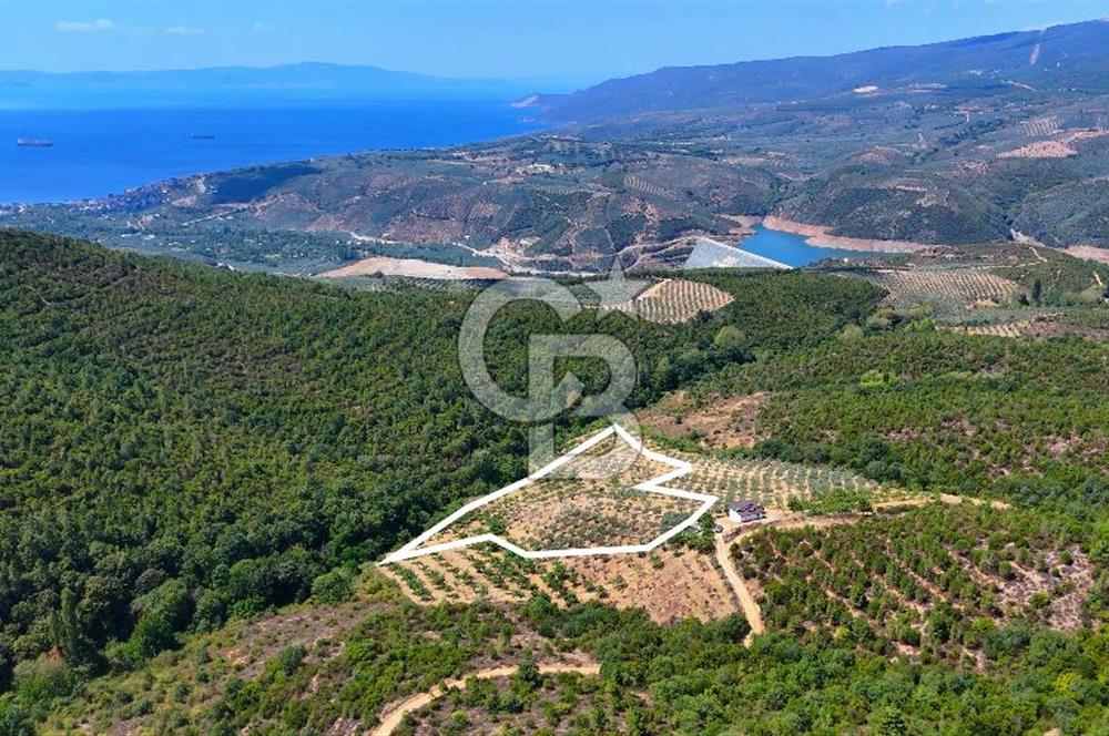 GEMLİK DENİZ GÖREN YATIRIM VE CEVİZ ZEYTİN TARIMINA UYGUN TARLA