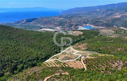 GEMLİK DENİZ GÖREN YATIRIM VE CEVİZ ZEYTİN TARIMINA UYGUN TARLA