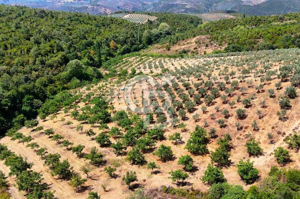 GEMLİK DENİZ GÖREN YATIRIM VE CEVİZ ZEYTİN TARIMINA UYGUN TARLA