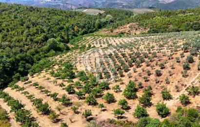 GEMLİK DENİZ GÖREN YATIRIM VE CEVİZ ZEYTİN TARIMINA UYGUN TARLA