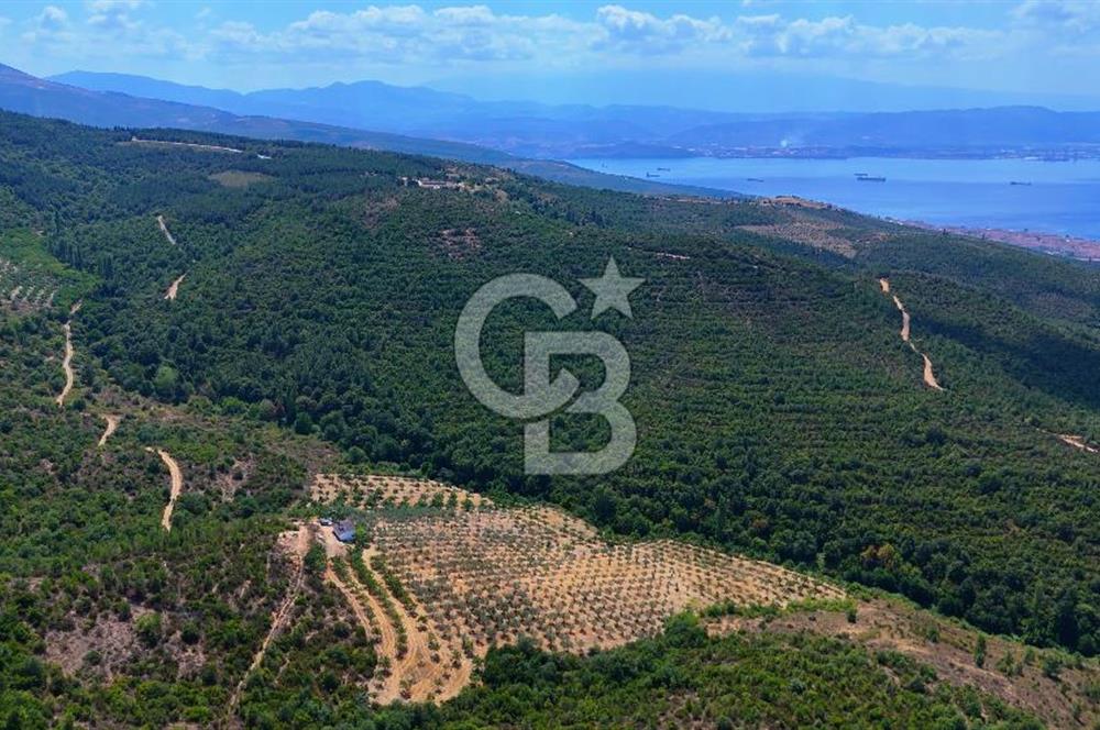 GEMLİK DENİZ GÖREN YATIRIM VE CEVİZ ZEYTİN TARIMINA UYGUN TARLA