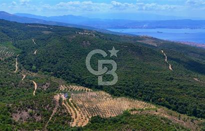 GEMLİK DENİZ GÖREN YATIRIM VE CEVİZ ZEYTİN TARIMINA UYGUN TARLA