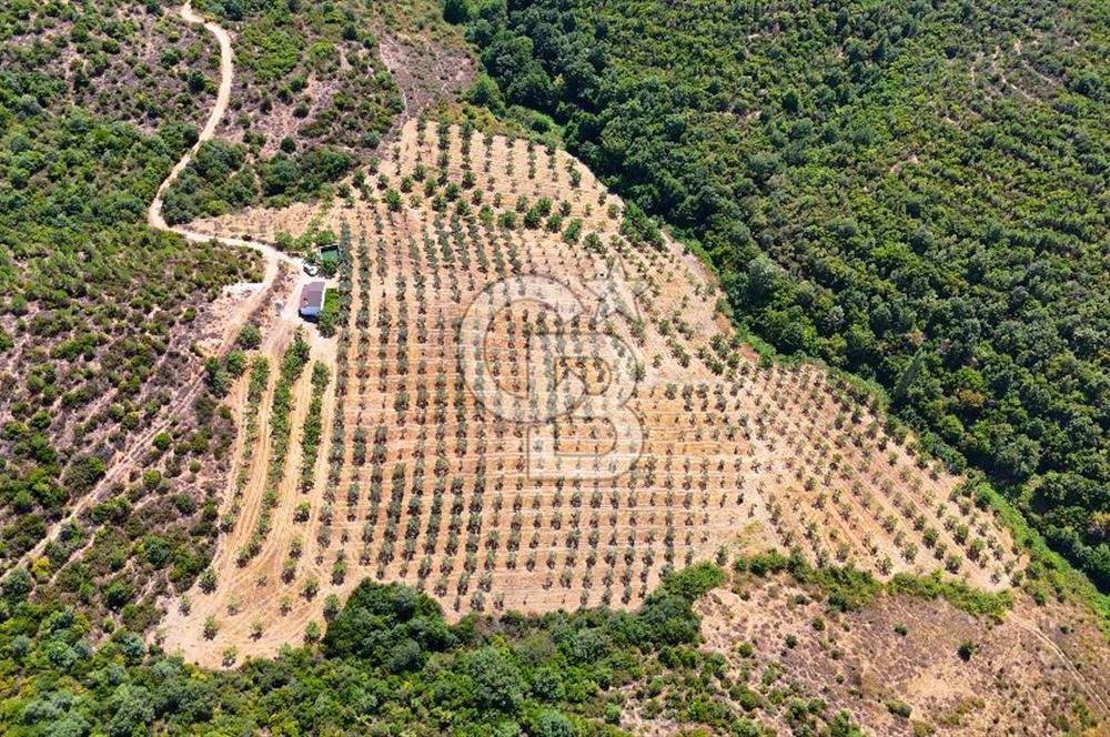 GEMLİK DENİZ GÖREN YATIRIM VE CEVİZ ZEYTİN TARIMINA UYGUN TARLA