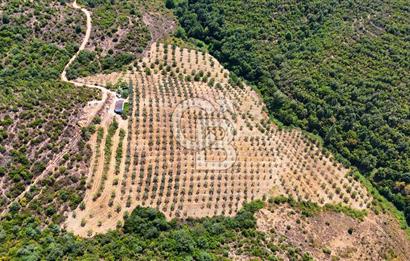 GEMLİK DENİZ GÖREN YATIRIM VE CEVİZ ZEYTİN TARIMINA UYGUN TARLA