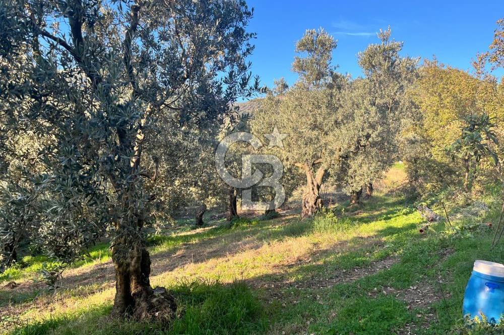 BURSA ORHANGAZİ ÇAKIRLI 917M2 SATILIK ZEYTİNLİK