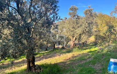 BURSA ORHANGAZİ ÇAKIRLI 917M2 SATILIK ZEYTİNLİK