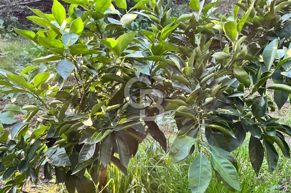 BURSA ORHANGAZİ ÇAKIRLI 917M2 SATILIK ZEYTİNLİK