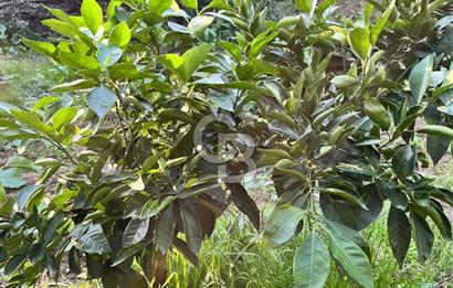 BURSA ORHANGAZİ ÇAKIRLI 917M2 SATILIK ZEYTİNLİK