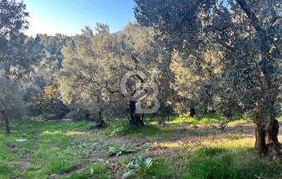 BURSA ORHANGAZİ ÇAKIRLI 917M2 SATILIK ZEYTİNLİK