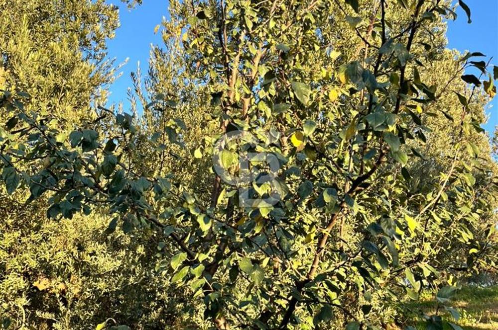 BURSA ORHANGAZİ ÇAKIRLI 917M2 SATILIK ZEYTİNLİK