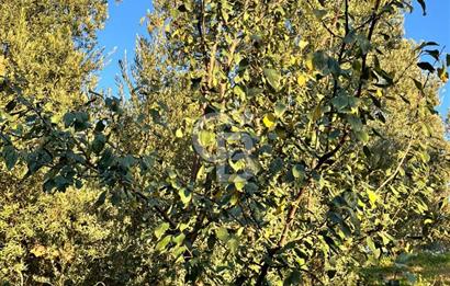 BURSA ORHANGAZİ ÇAKIRLI 917M2 SATILIK ZEYTİNLİK