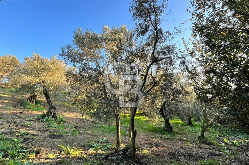 BURSA ORHANGAZİ ÇAKIRLI 917M2 SATILIK ZEYTİNLİK